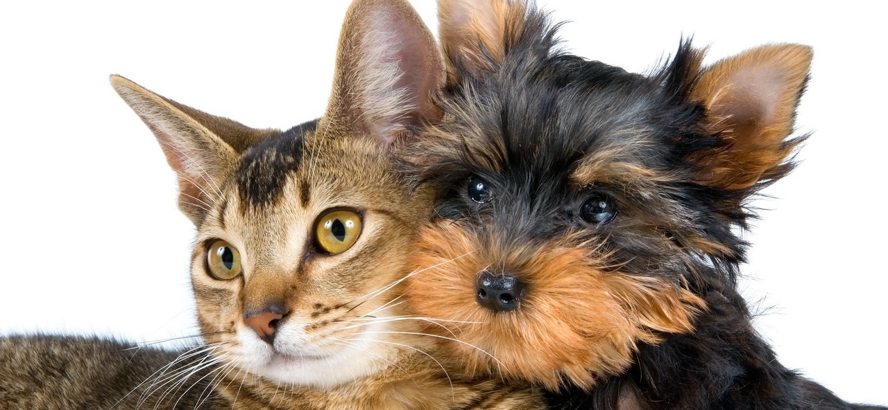 Доска объявлений о животных | ЗооТом - продажа, вязка и услуги для животных в Корсакове