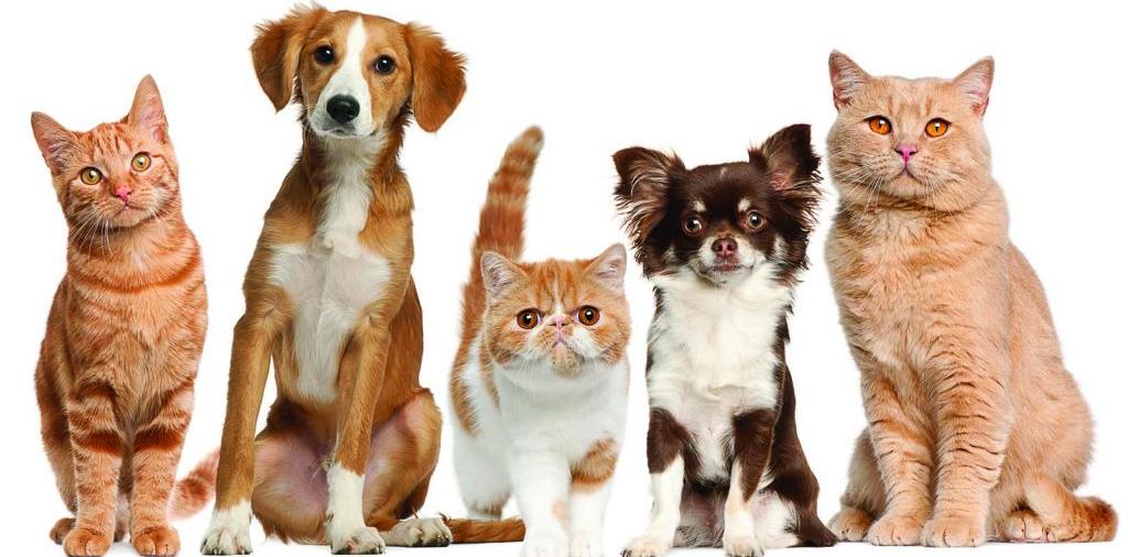 Доска объявлений о животных | ЗооТом - продажа, вязка и услуги для животных в Корсакове