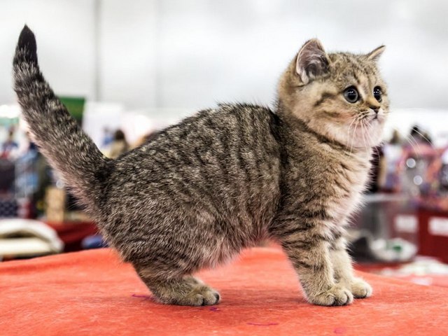 Породы кошек в Корсакове | ЗооТом портал о животных
