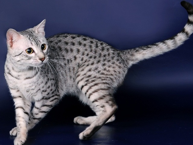 Породы кошек в Корсакове | ЗооТом портал о животных