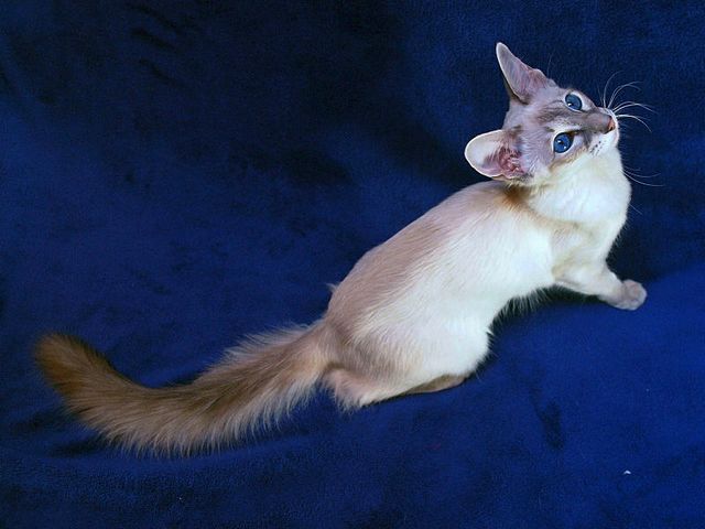 Выведенные породы кошек в Корсакове | ЗооТом портал о животных