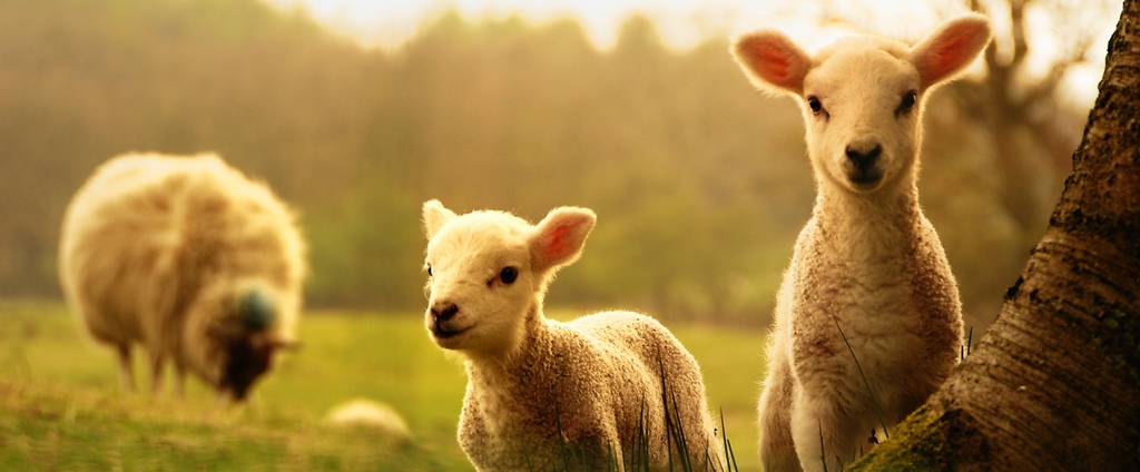 Объявления о сельскохозяйственных животных | ЗооТом - продажа, вязка и услуги для животных в Корсакове