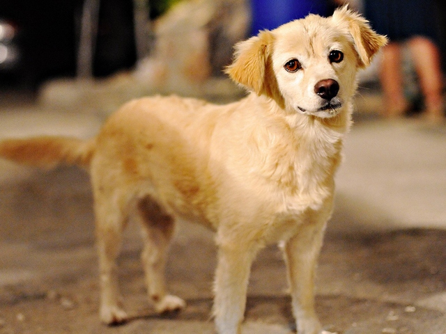 Породы собак в Корсакове | ЗооТом портал о животных