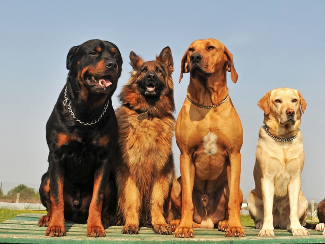 Крупные породы собак в Корсакове | ЗооТом портал о животных