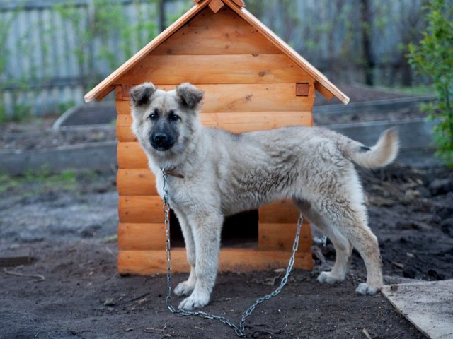 Все о собаках в Корсакове